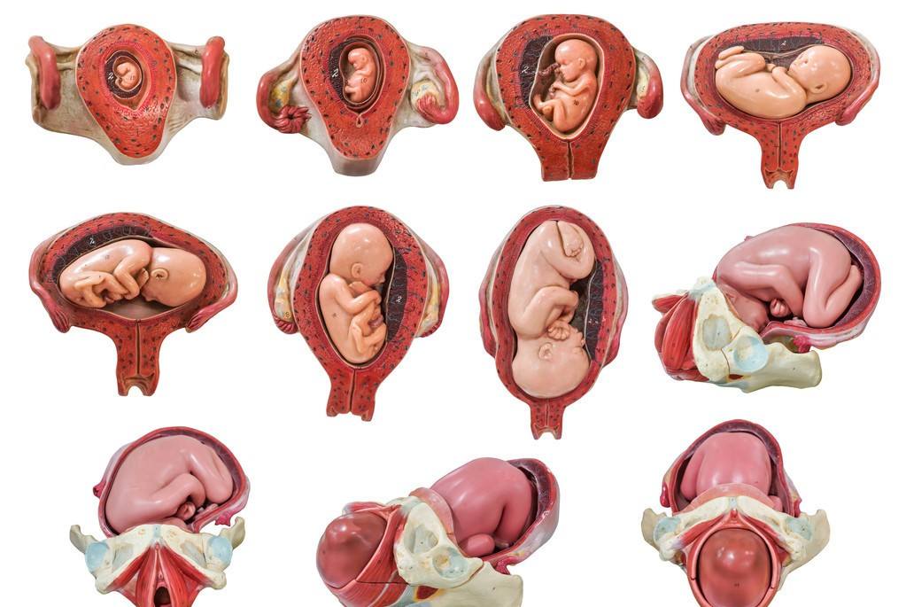 胎儿大或者小应该怎么办？
