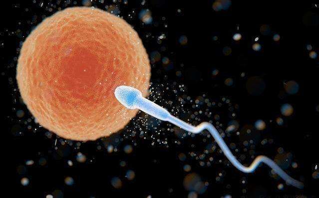 胚胎实验室中的精子和卵子是怎样相遇的