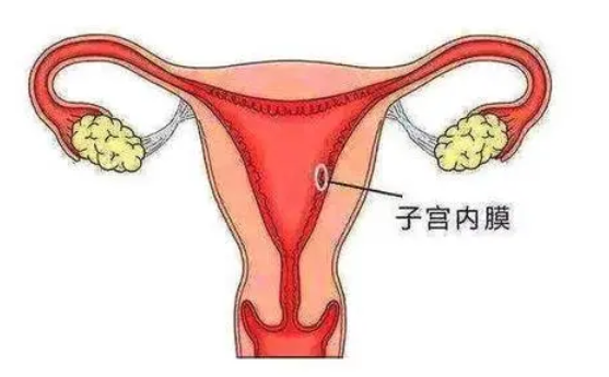 子宫内膜对妊娠影响大吗?