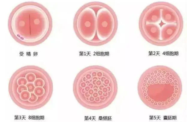囊胚vs卵裂胚，移植哪种更好孕?