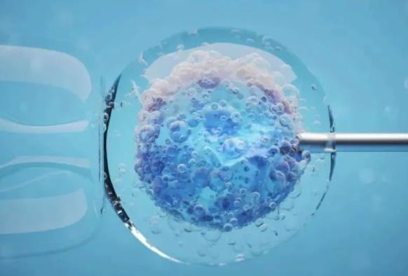 鲜胚和囊胚移植哪种更好？附两者区别详细说明