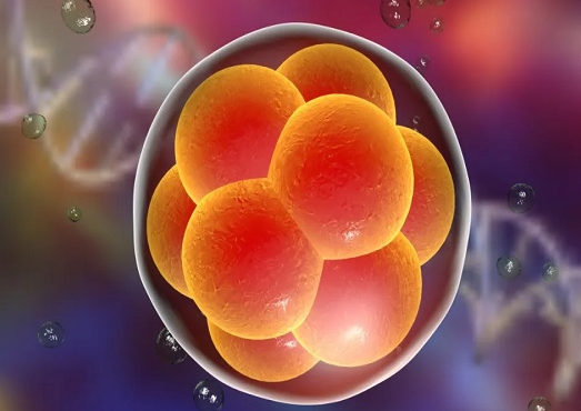 6个胚胎能养成几个囊胚