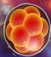 6个胚胎能养成几个囊胚?6个胚胎养囊成功5个的概率大吗?