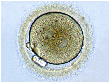 胚胎宝宝在胚胎实验室里的发育过程