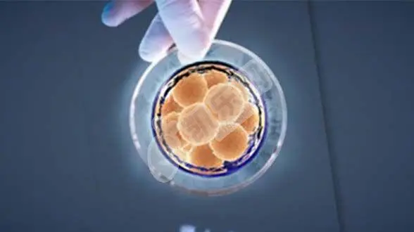 移植前雌二醇到多少可以移植新鲜胚胎