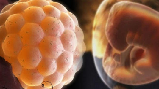 试管婴儿胚胎染色体异常是什么原因?